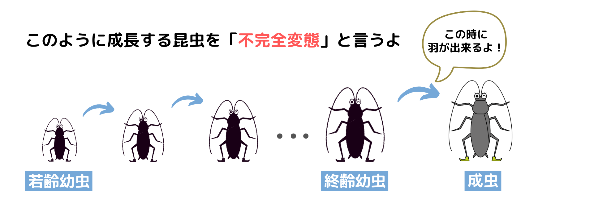 ゴキブリ成長、不完全変態